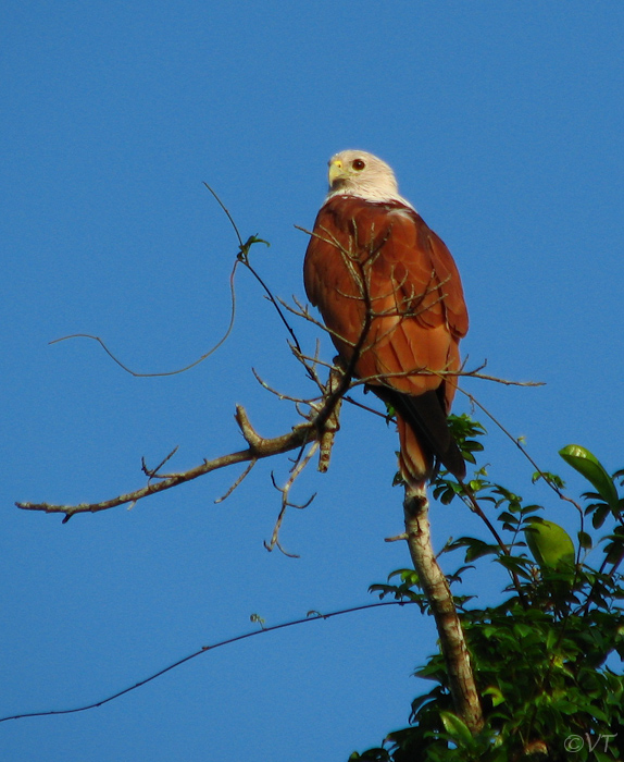 23a roofvogel