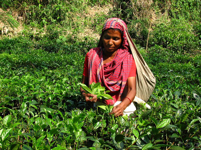 60 Indiase theeplukster