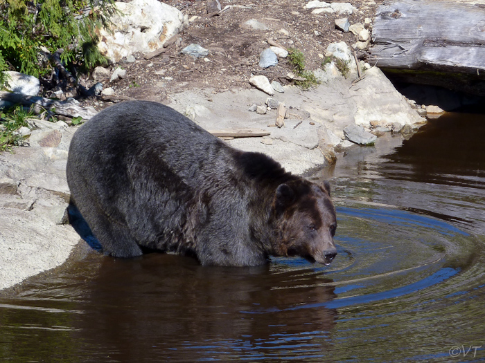 12a  grizzly