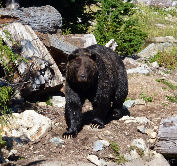 12b  grizzly