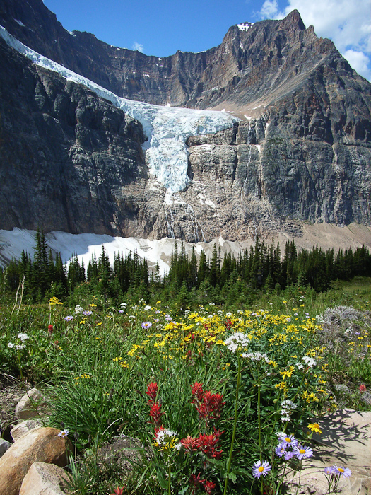 22 Angels gletsjer bij de Mt Edith Cavell zomerweiden