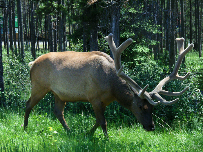 29 een wapiti