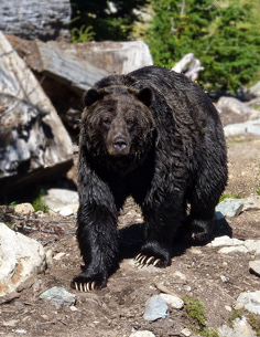 grizzlybeer