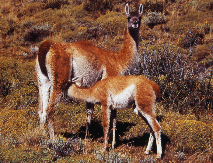 11 guanaco, een van de 4 lamasoorten