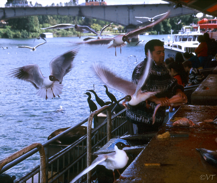30 Valdivia vismarkt 