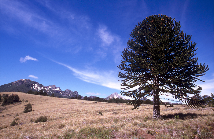45 Araucaria-boom op de hoogvlakte
