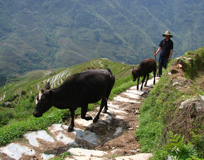 Boer bij Lijang