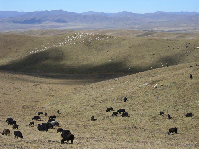 Grasland rondom Xiahe op 3000 meter hoogte