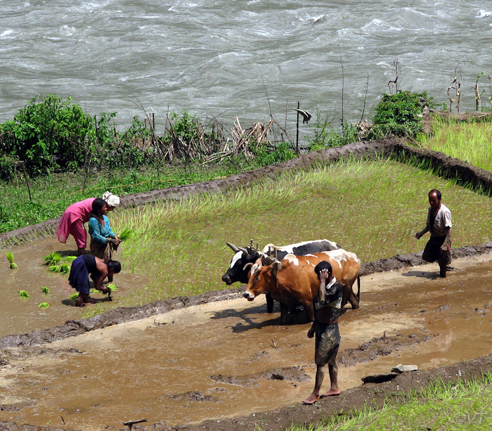 66a na het ploegen worden de jonge rijstplantjes uitgezet