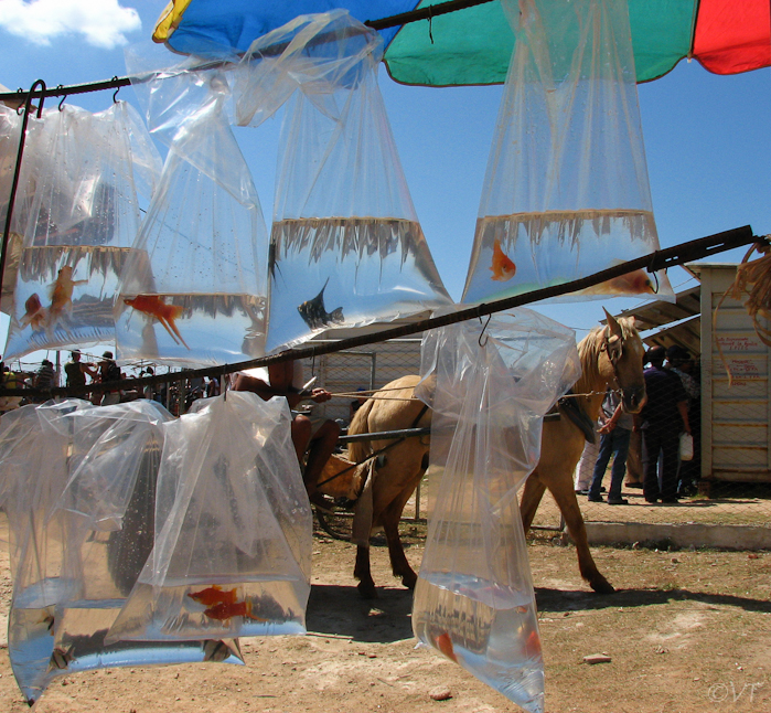 59 markt in Trinidad