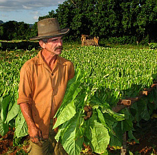 tabakssnijder in Vinales