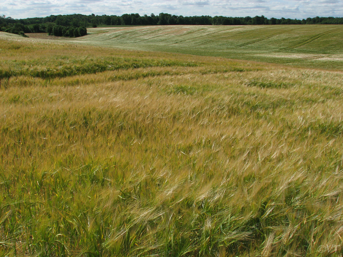11 typisch Deens heuvelachtig landschap 