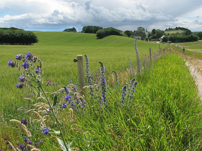 19 nog steeds de Mols Bjerge-wandeling