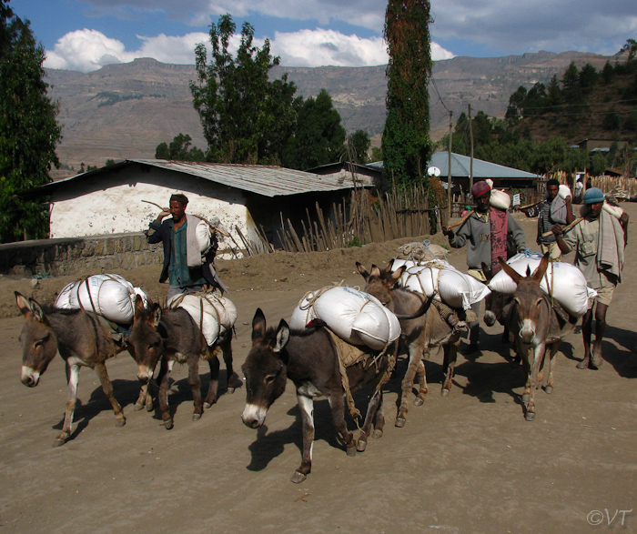 083 Graantransport in Lalibela