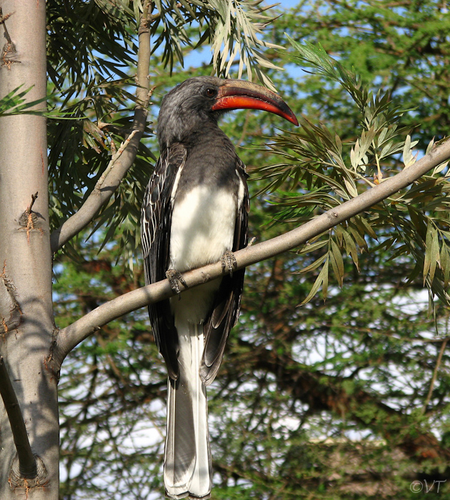 098 De Tok is familie van de neushoornvogel