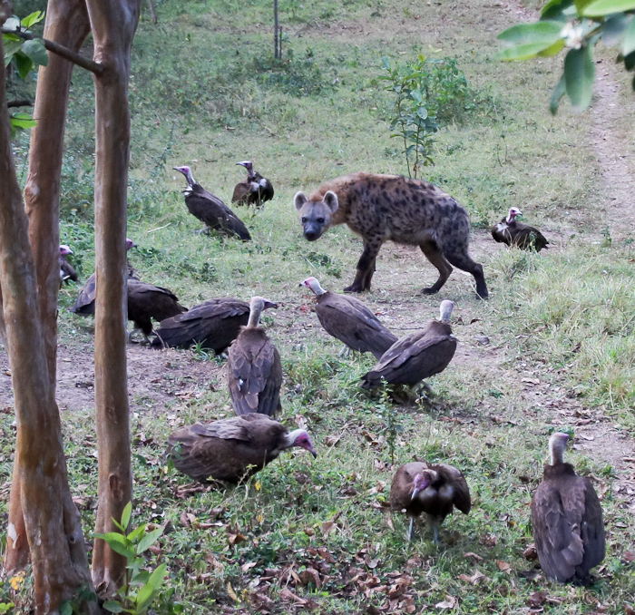 100b Hyena bij het Aregash lodge