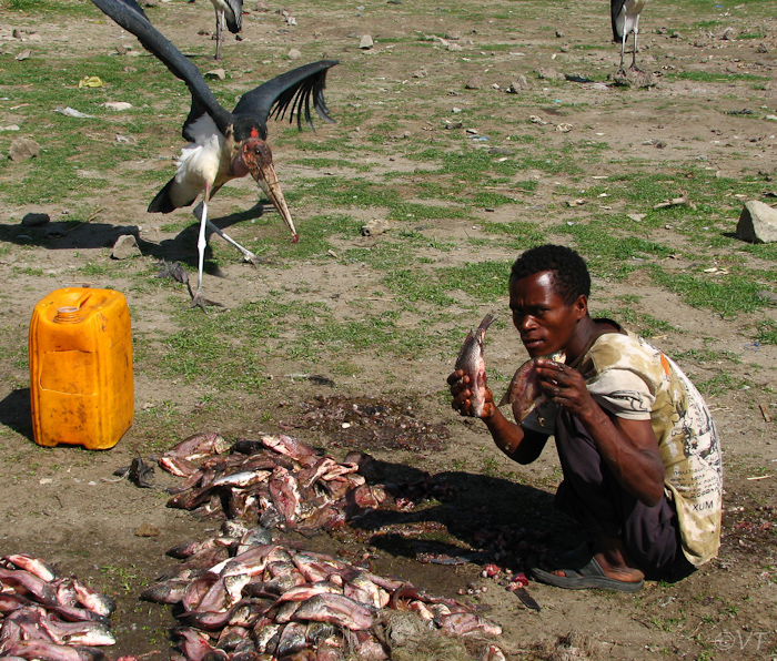 103 Vishandel in Awassa