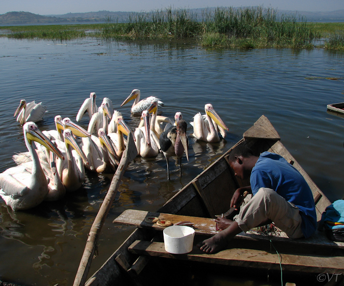 106 Visser in Awassa