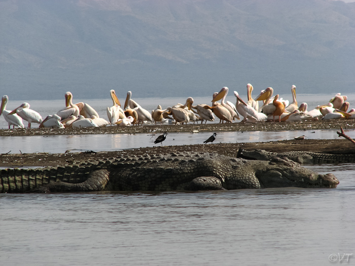 140 Nijlkrokodillen zijn de grootste van Afrika