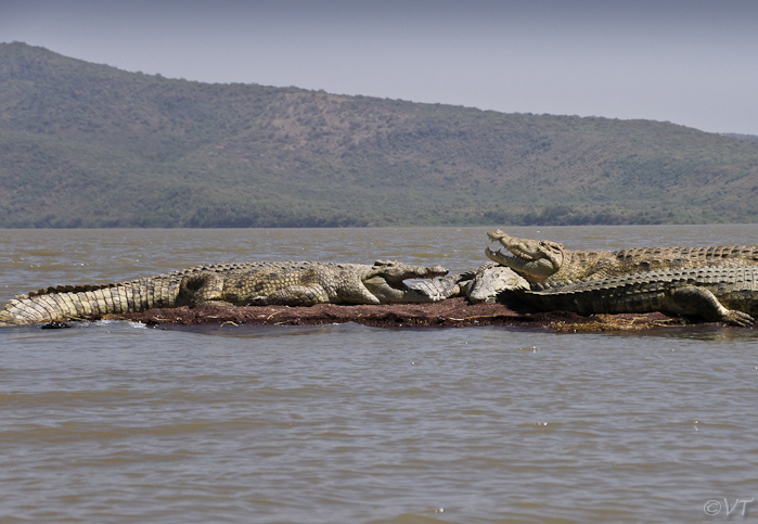 140a Deze zijn zo'n 5 à 6 meter