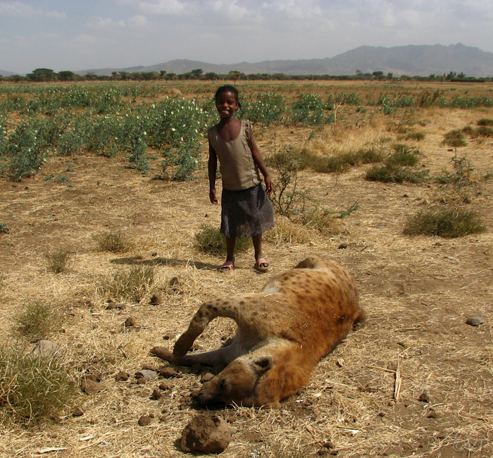 158 Een aangereden hyena