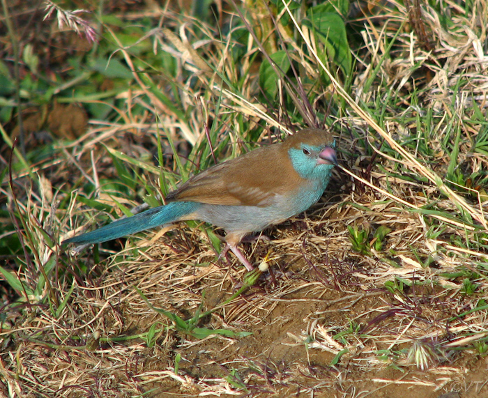 161 Blauwfazantje