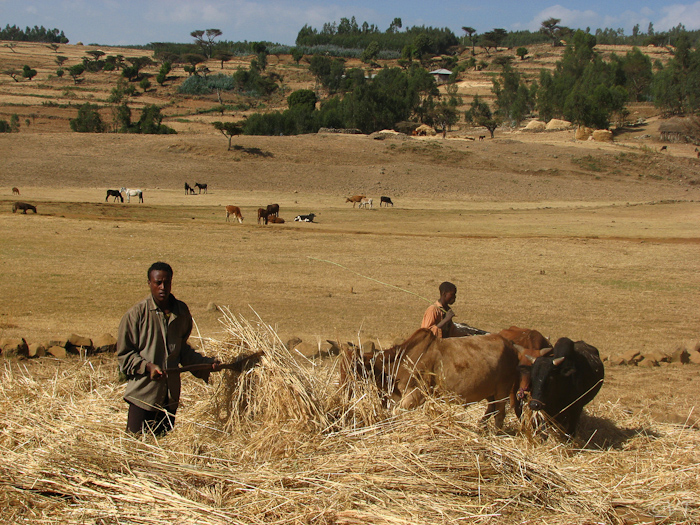 043 Onderweg naar Debark wordt overal druk gedorst