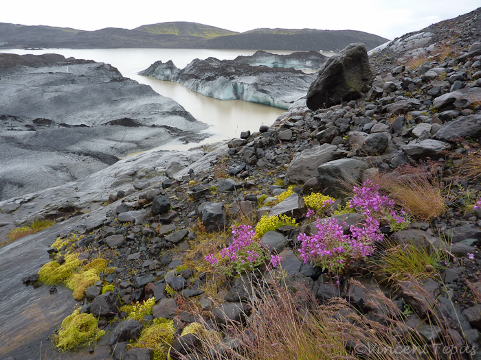 05 Svínafellsjökull gletsjer bij Skaftafell