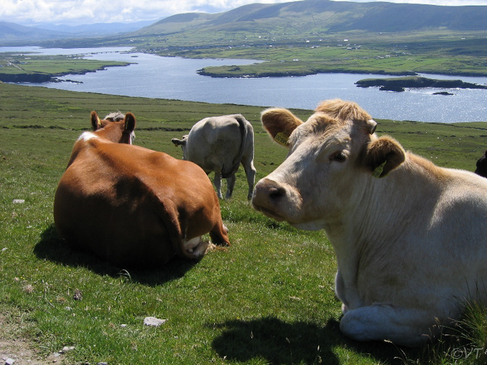 20 Valentia Island