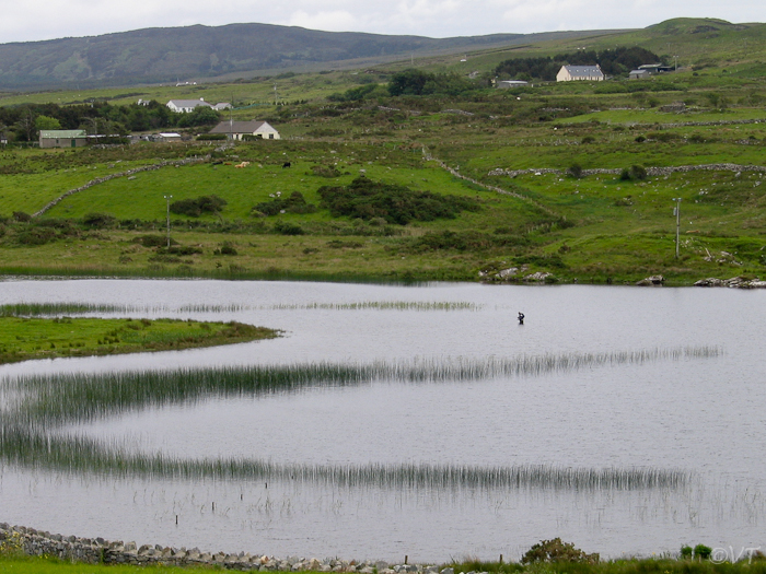 34 Connemara visser