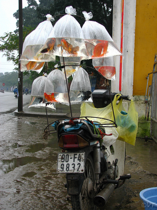 10a  vissen te koop in Hue