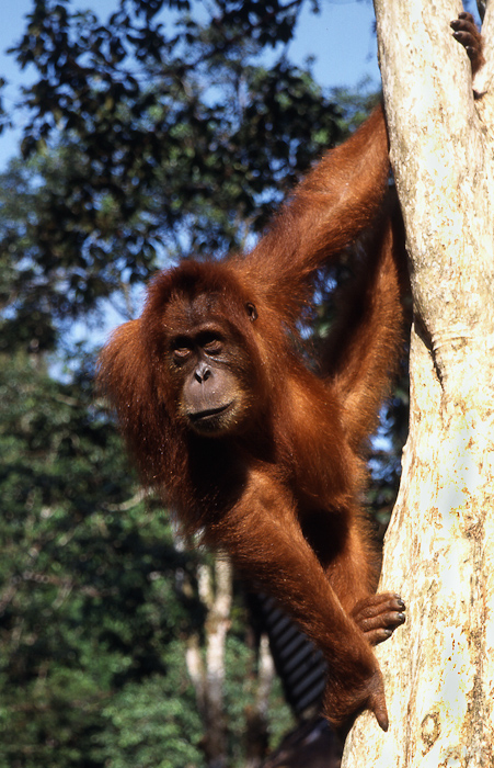 04  Bohorok orang-oetang centrum