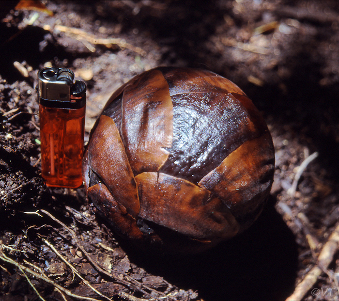 08 de knop van een raflesiabloem