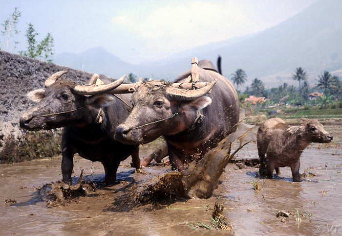 30  waterbuffels