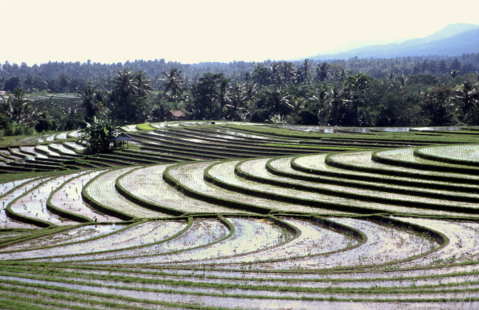 69  de sawa-s rondom Ubud op Bali