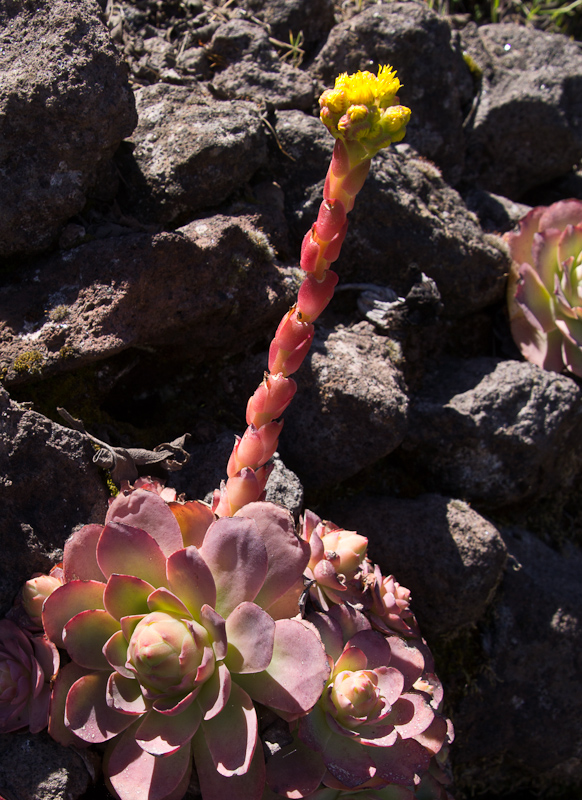 bloeiende vetplant