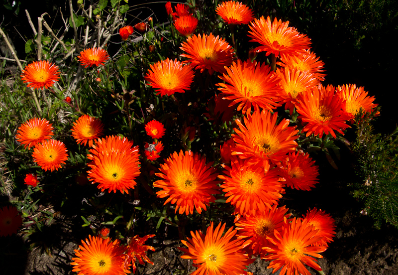 lente