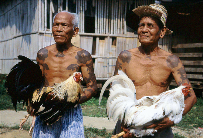 11 en toen was het tijd voor het hanengevecht