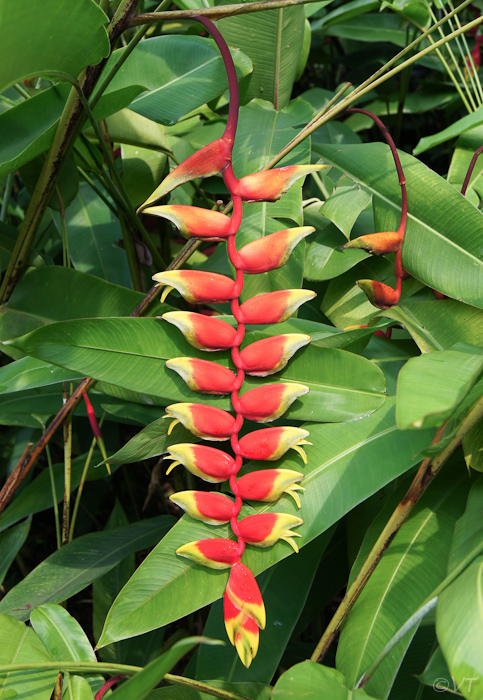 25  de Lobster Claw plant