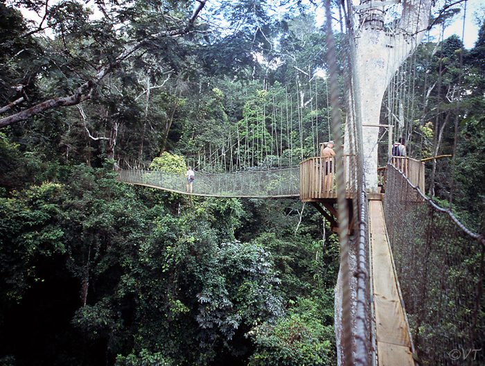 83 Kakum National Forest boomtoppen brug