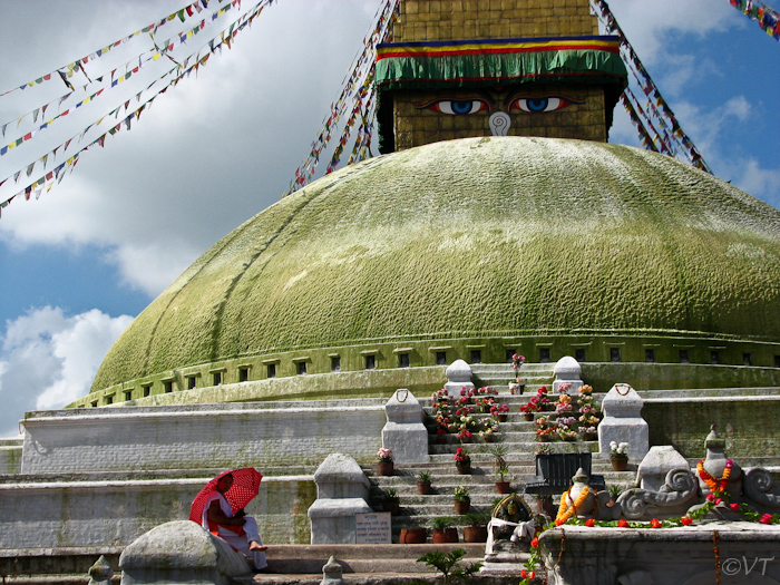 02  De stoepa is na de regentijd groen uitgeslagen