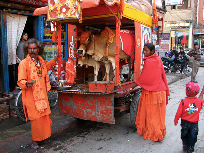 10  De beroemde heilige koe met haar vijfde poot