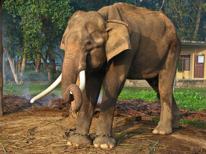 24  Chitwan NP