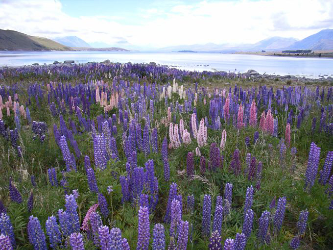 Lupines bij lake Tekapo op het Zuider-eiland