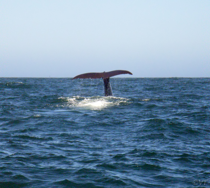 25 Kaikoura