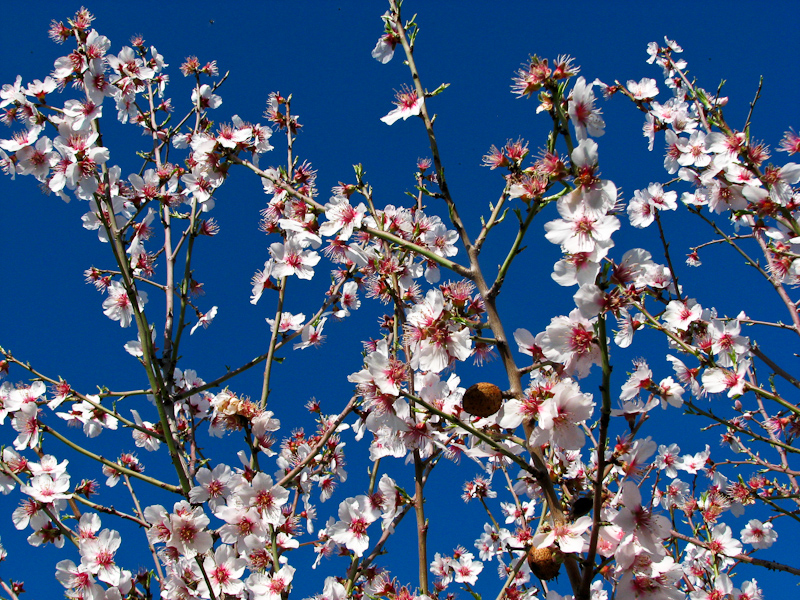 en amandelbomen