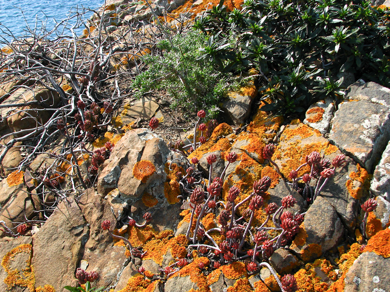 kleurrijke mossen en planten