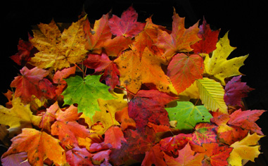 Indian Summer