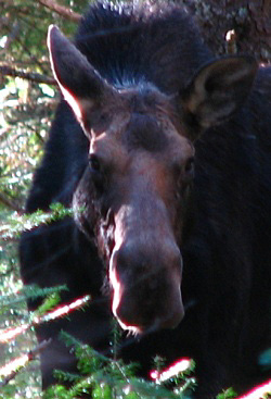 Eland in het Baxter State Park