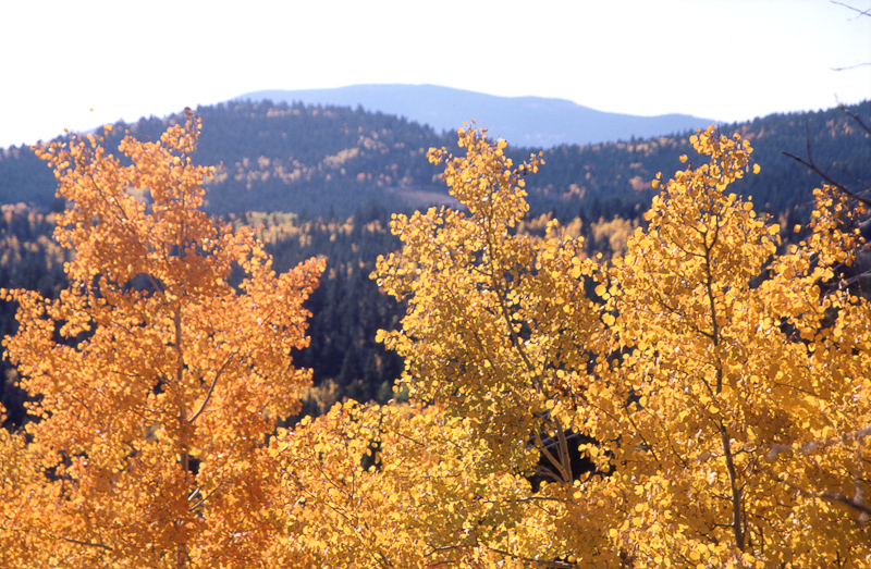 Herfst met goudgele aspen